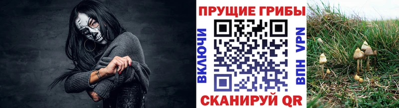 Псилоцибиновые грибы Psilocybe  Арск 